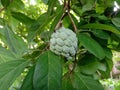 Serikaya fruit with green leaf Royalty Free Stock Photo