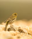 Serin bird Royalty Free Stock Photo