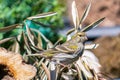 Serin bird posed to look for food Royalty Free Stock Photo