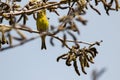 Serin bird sitting on a branch of a plant