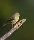 Serin on branch Royalty Free Stock Photo