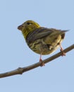 A Serin eating seeds