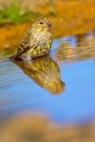 Serin, Forest Pond, Spanish Forest, Spain