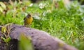 Serin on a log