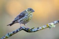 Serin Serinus serinus female on branch covered in lichen, LeÃÂ³n, Spain Royalty Free Stock Photo