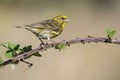 Serin Serinus serinus male on branch of blackberry, LeÃÂ³n, Spain