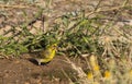 Serin (Serinus serinus)