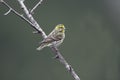 Serin, Serinus serinus