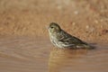 Serin, Serinus serinus, single female