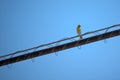Serin Verdecillo or Chamarin perched on a wire with blue sky background Royalty Free Stock Photo