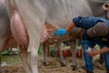 Livestock Fair, the largest cattle show in the Bergamo valleys