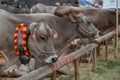 Livestock Fair, the largest cattle show in the Bergamo valleys