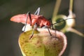 Serinethinae with green leaf and  is a subfamily of the hemipteran family Rhopalidae Royalty Free Stock Photo