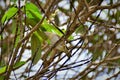 Serinus canaria bird perched peacefully on the branch of Tibouchina granulosa