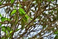 Tranquil Serinus canaria on the branch of Tibouchina granulosa