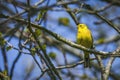 Serinus Serinus bird on a small twig Royalty Free Stock Photo