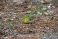 Serinus serinus European Serin Posing on the ground