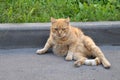 Serios cat sitting on a street Royalty Free Stock Photo