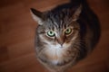 Serious angry brown marble tabby male cat sitting on floor Royalty Free Stock Photo