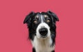 serious and attentive border collie dog looking at camera. Isolated on pink backgorund Royalty Free Stock Photo