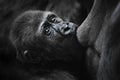 Serious baby gorilla in profile with shining eyes drinks milk, sucks mother`s breast, sissy