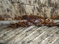 Serious bed bug infestation, bed bugs developed unnoticed on the mattress in folds and seams Royalty Free Stock Photo