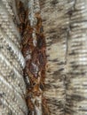 Serious bed bug infestation, bed bugs developed unnoticed on the mattress in folds and seams Royalty Free Stock Photo
