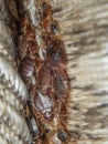 Serious bed bug infestation, bed bugs developed unnoticed on the mattress in folds and seams Royalty Free Stock Photo