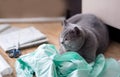 Serious big gray british shorthair cat with tailor sits on the floor next to patterns, tailor cloth and scissors