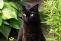 Serious black cat portrait with yellow eyes and attentive look in summer garden in green grass in nature close up Royalty Free Stock Photo