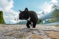 Serious Black and White Cat Walking Step by Step Royalty Free Stock Photo