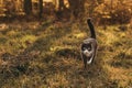 A serious black and white cat with yellow eyes and a long tail makes its way among the green grass against the backdrop of a summe