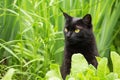 Serious bombay black cat portrait with yellow eyes in garde, copyspace. ÃÂ¡at is looking in the