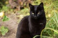 Serious bombay black cat portrait with yellow eyes sit in green grass in spring summer garden