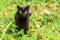 Serious bombay black cat with yellow eyes in green grass in nature