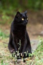 Serious bombay black cat with yellow eyes portrait outdoors