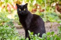 Serious bombay black cute cat portrait outdoors in grass