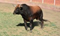 a serious bull with big horns in the bullring