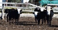 a serious bull with big horns in the cattle raising in spain