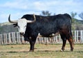 a serious bull with big horns in the cattle raising in spain