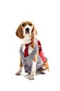 Serious business dog in elegant costume