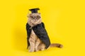 Serious cat professor on yellow background looking at copy space. Welcome back to school poster. Greeting card, notebook design. Royalty Free Stock Photo