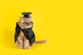 Serious cat professor on yellow background looking at copy space. Welcome back to school poster. Greeting card, notebook design. Royalty Free Stock Photo