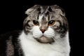 Serious cat of scottish fold breed on isolated black background Royalty Free Stock Photo