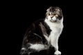 Serious cat of scottish fold breed on isolated black background Royalty Free Stock Photo
