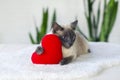 Serious Cat with soft plush heart toy.  Love, Valentine day, pets friendly and care concept. Selective focus Royalty Free Stock Photo