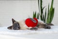 Cat with soft plush heart toy.  Love, Valentine day, pets friendly and care concept. Selective focus Royalty Free Stock Photo