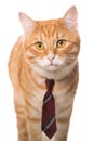 Serious cat with a tie