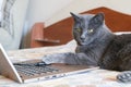 Serious cat working on computer on sofa at home. Remote work concept Royalty Free Stock Photo