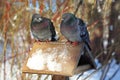 Serious conversation between two pigeons Royalty Free Stock Photo